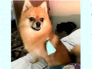 Cachorro raça Spitz  idade 6 ou mais anos nome Theylor 