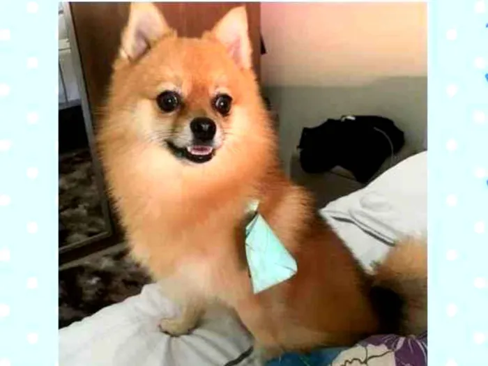 Cachorro raça Spitz  idade 6 ou mais anos nome Theylor 