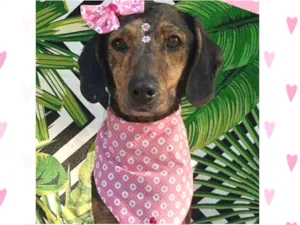 Cachorro raça  idade 2 anos nome Marinete 