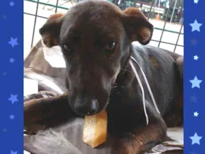 Cachorro raça  idade 2 anos nome Victor