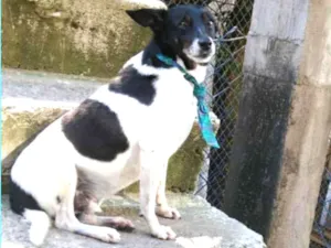 Cachorro raça  idade 4 anos nome Sky