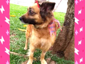 Cachorro raça  idade 4 anos nome Sandy