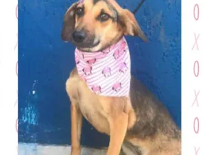 Cachorro raça  idade 2 anos nome Lainne