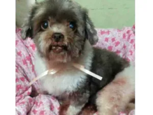 Cachorro raça Shitsu  idade 6 ou mais anos nome Lucky
