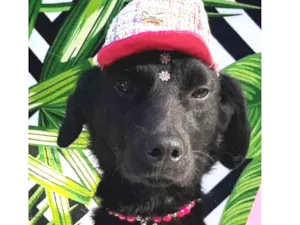 Cachorro raça  idade 3 anos nome Nina 