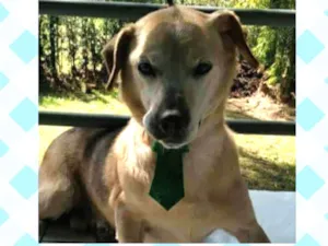 Cachorro raça  idade 6 ou mais anos nome Max