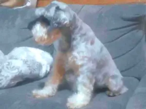 Cachorro raça Schnauzer  idade 6 ou mais anos nome Scooby 