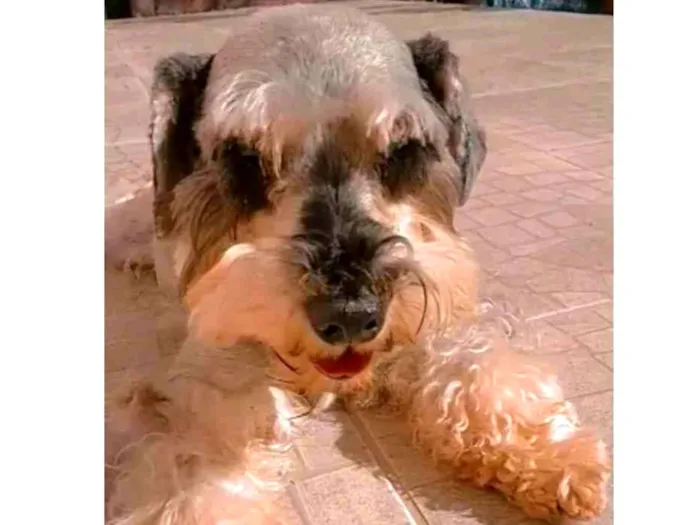 Cachorro ra a Schnauzer  idade 6 ou mais anos nome Scooby 