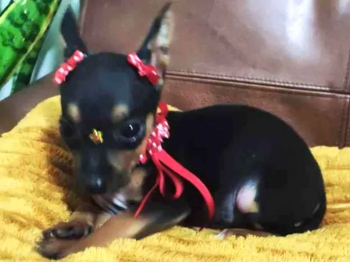 Cachorro ra a Pinscher  idade 2 a 6 meses nome Miúda 