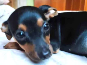 Cachorro raça Pinscher  idade 2 a 6 meses nome Miúda 