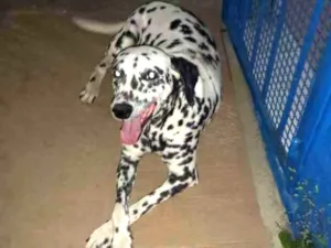 Cachorro raça Dálmata  idade 3 anos nome Mel