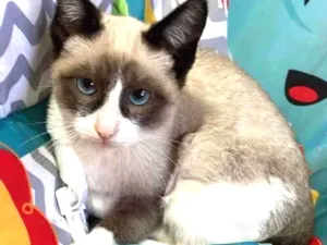 Gato raça Siames idade 2 a 6 meses nome Fred