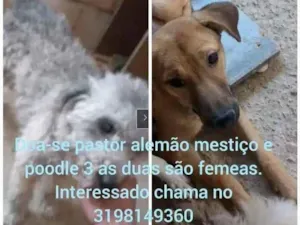 Cachorro raça Podlle misturado e labrador  idade 2 a 6 meses nome Podlle 