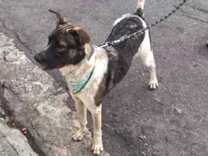 Cachorro raça Indefinida  idade 1 ano nome Zucky 