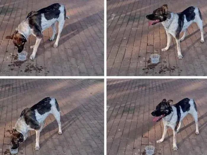 Cachorro ra a Indefinida  idade 1 ano nome Zucky 