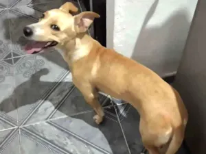 Cachorro raça Vira lata  idade 3 anos nome Sunny