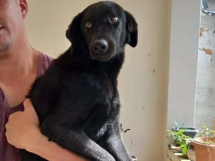 Cachorro ra a Labrador misturado  idade 1 ano nome Zeus