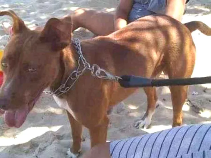 Cachorro ra a Labrador misturado  idade 1 ano nome Zeus