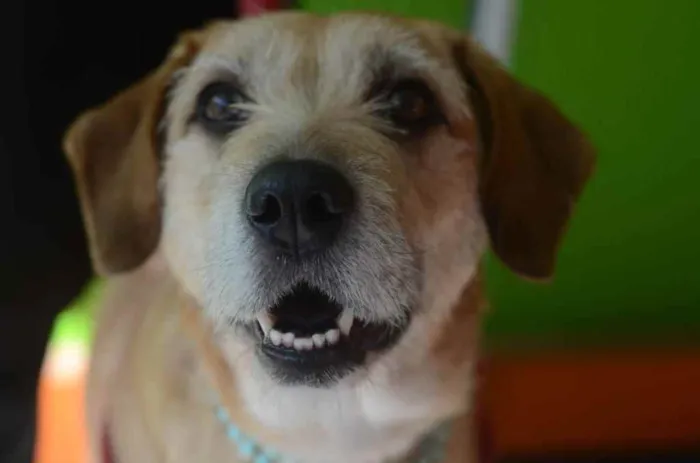 Cachorro ra a Sem raça definida idade 3 anos nome Mel