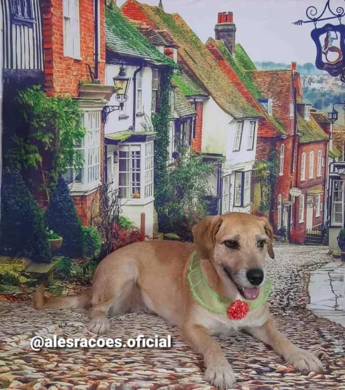 Cachorro ra a Sem raça definida idade 3 anos nome Mel