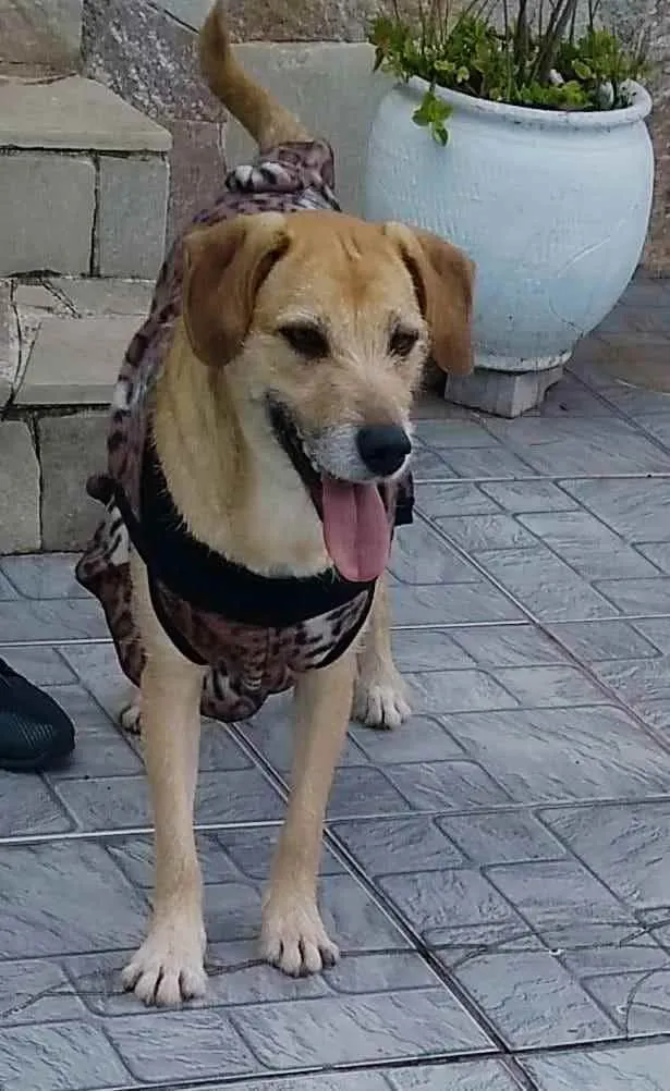 Cachorro ra a Sem raça definida idade 3 anos nome Mel