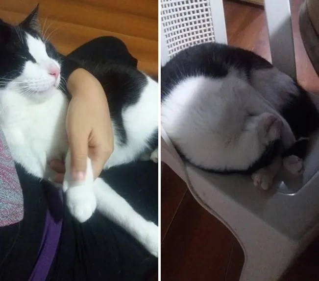 Gato raça  idade 6 ou mais anos nome Peri