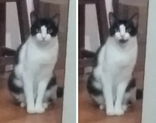 Gato raça  idade 6 ou mais anos nome Peri