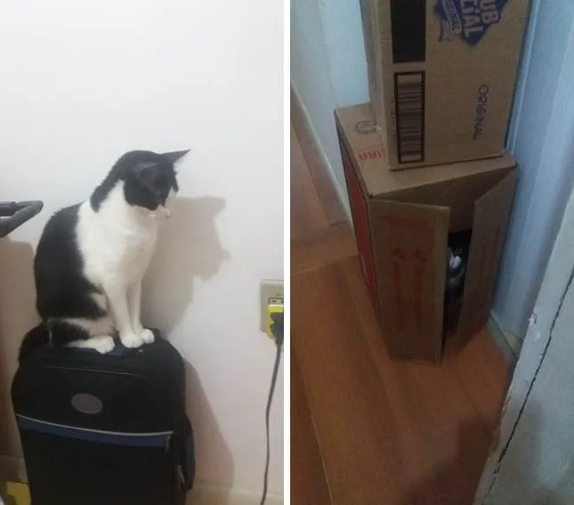 Gato raça  idade 6 ou mais anos nome Peri