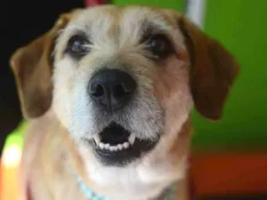 Cachorro raça Sem raça definida idade 3 anos nome Mel