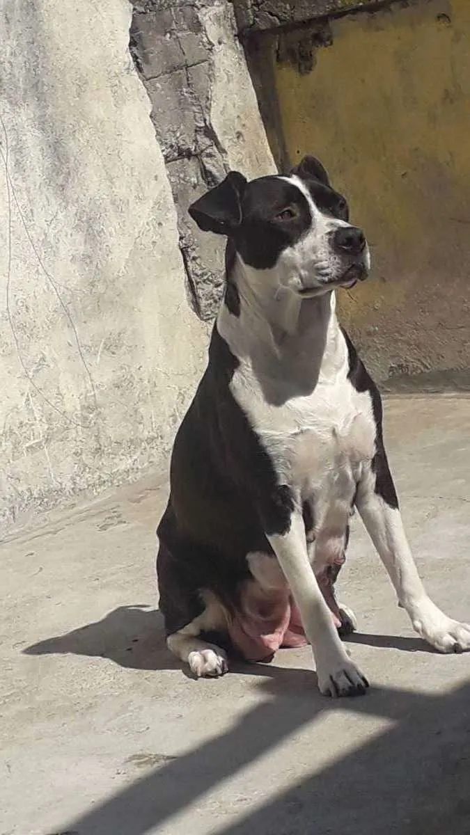 Cachorro ra a  idade 2 anos nome Perola