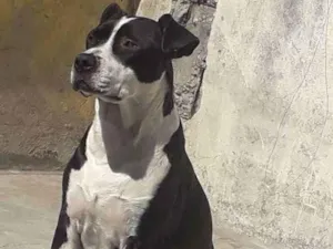 Cachorro raça  idade 2 anos nome Perola