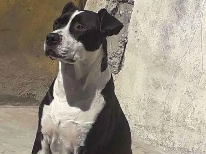 Cachorro ra a  idade 2 anos nome Perola