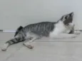 Filhinho