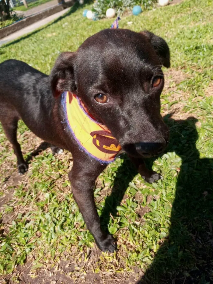 Cachorro ra a SRD idade 2 a 6 meses nome Toquinho
