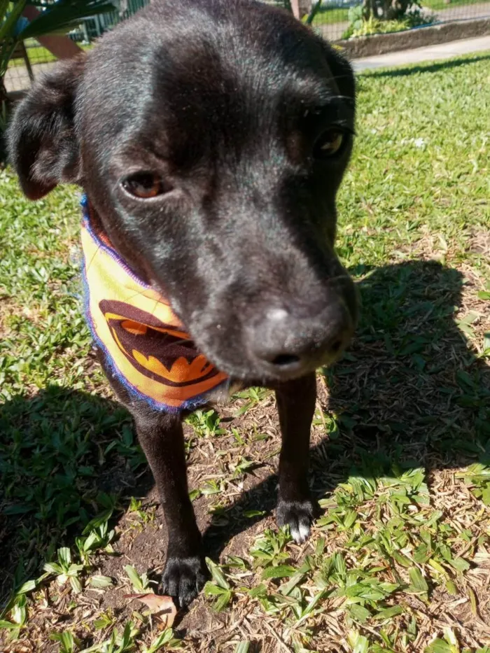 Cachorro ra a SRD idade 2 a 6 meses nome Toquinho