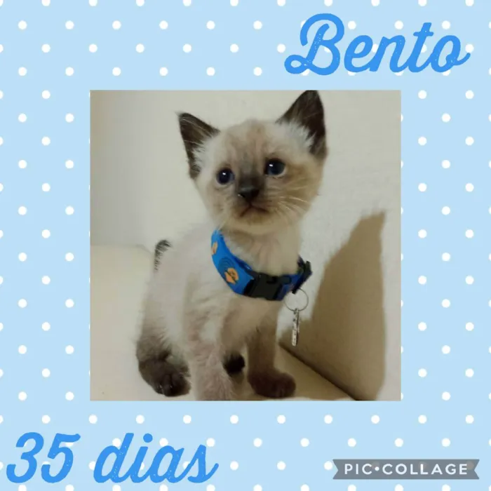 Gato ra a  idade Abaixo de 2 meses nome Bento 