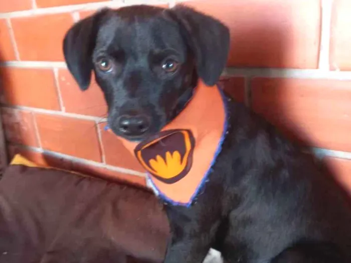 Cachorro ra a SRD idade 2 a 6 meses nome Toquinho