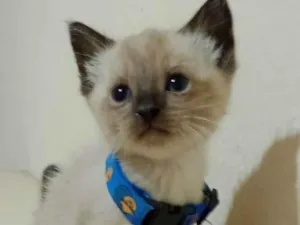 Gato raça  idade Abaixo de 2 meses nome Bento 
