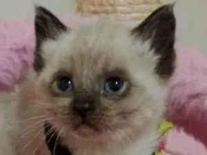 Gato raça  idade Abaixo de 2 meses nome Olivia 