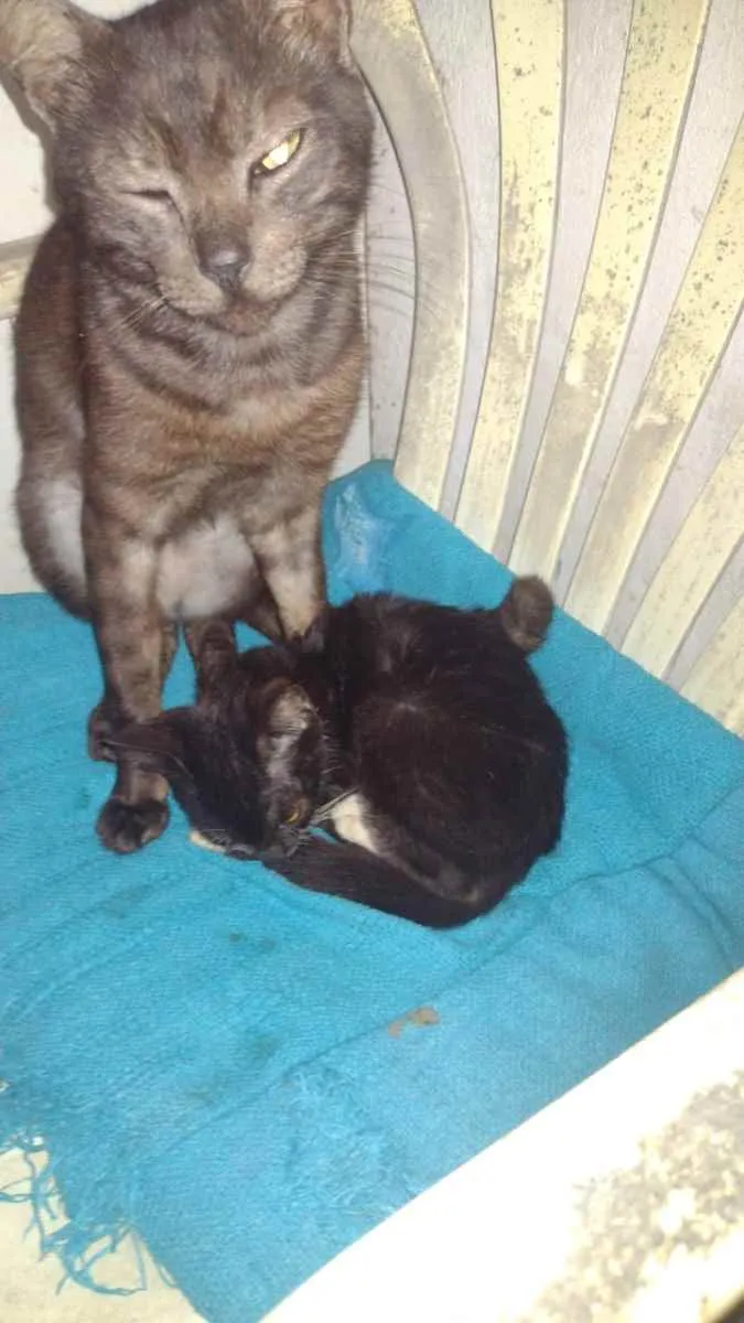 Gato ra a Sem raça definida idade Abaixo de 2 meses nome Cacau,Cassandra, Ros