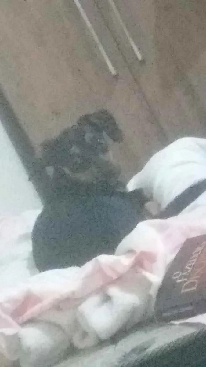 Cachorro ra a Pincher com Poodle idade 1 ano nome Não tem nome