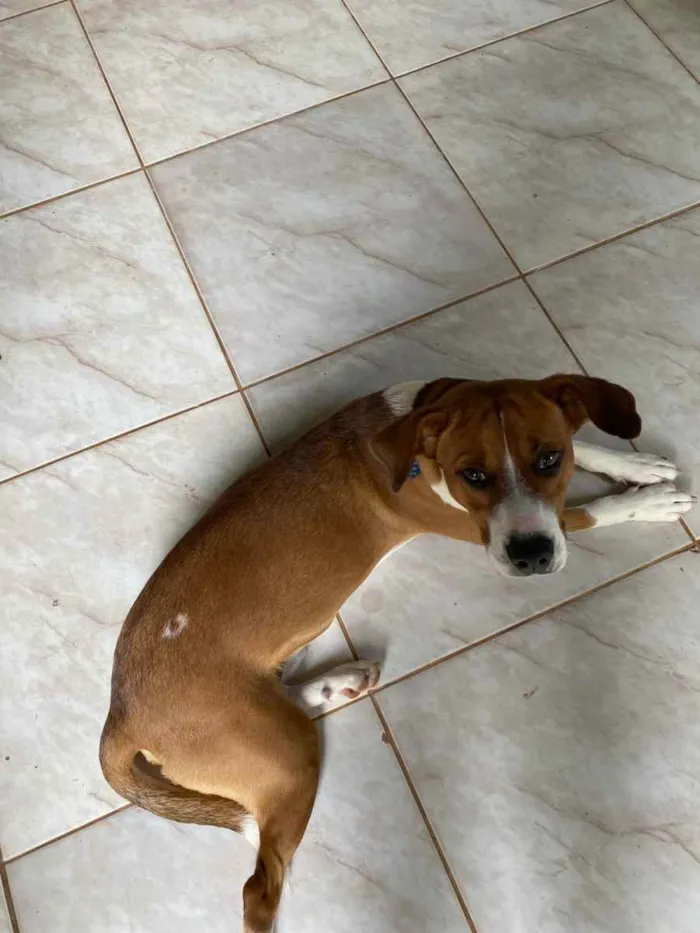 Cachorro ra a sem raça definida idade 7 a 11 meses nome anakin