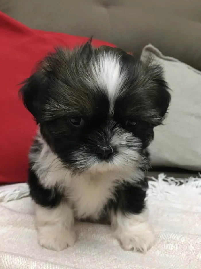 Cachorro ra a shitzu idade 4 anos nome Belinha