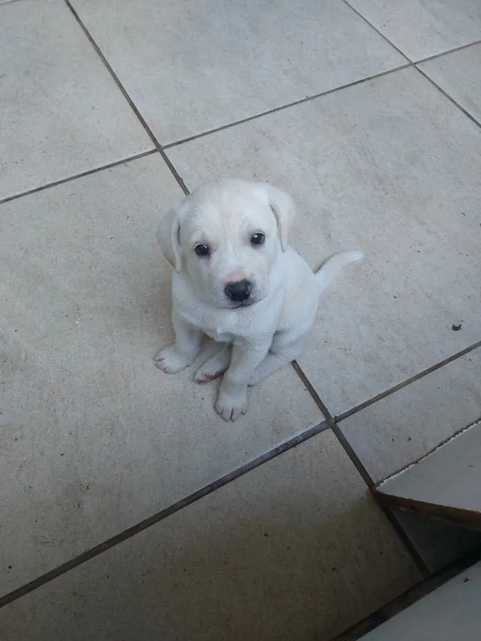 Cachorro ra a Mestiça idade Abaixo de 2 meses nome Milk