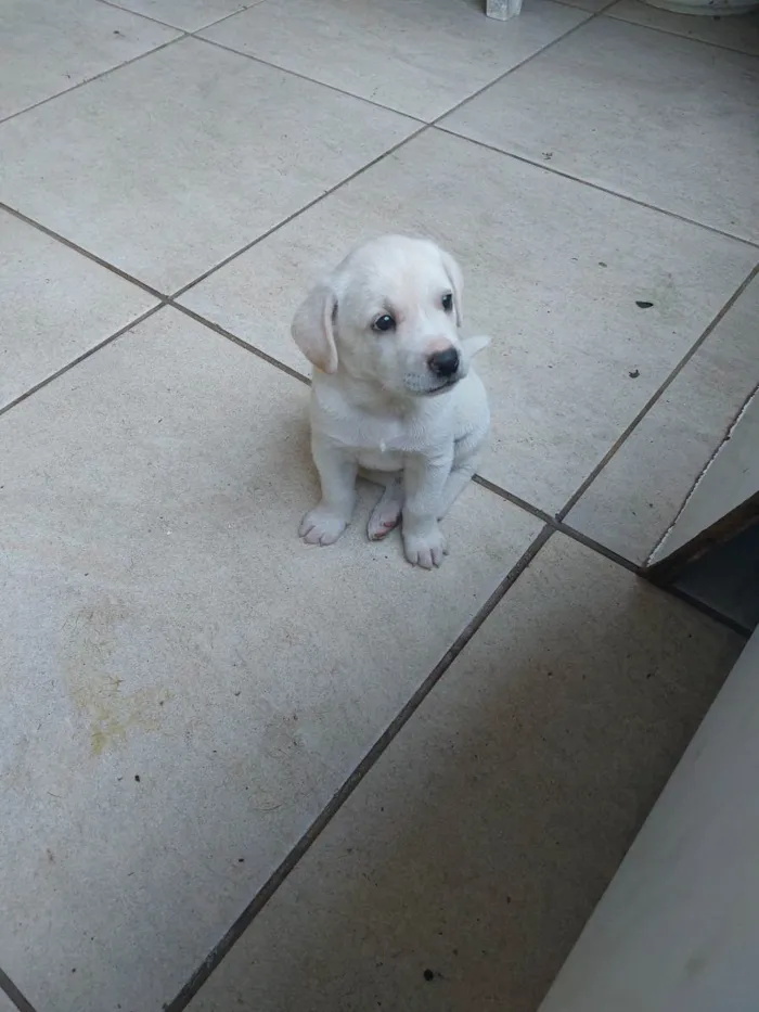 Cachorro ra a Mestiça idade Abaixo de 2 meses nome Milk