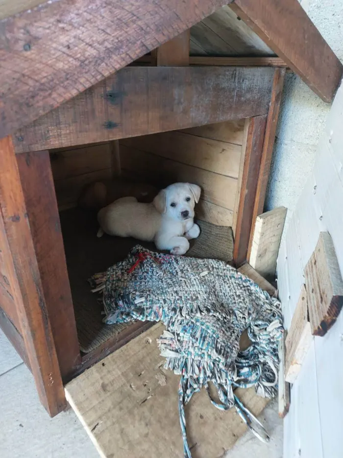 Cachorro ra a Mestiça idade Abaixo de 2 meses nome Milk