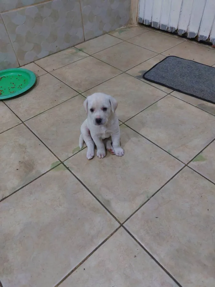 Cachorro ra a Mestiça idade Abaixo de 2 meses nome Milk