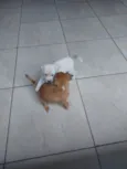 Milk