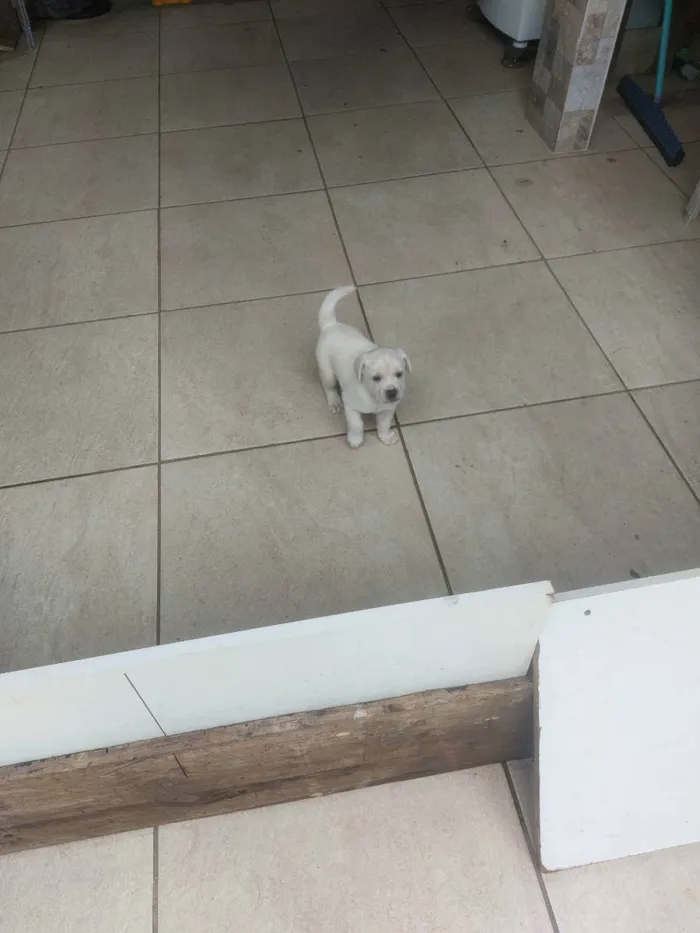 Cachorro ra a Mestiça idade Abaixo de 2 meses nome Milk