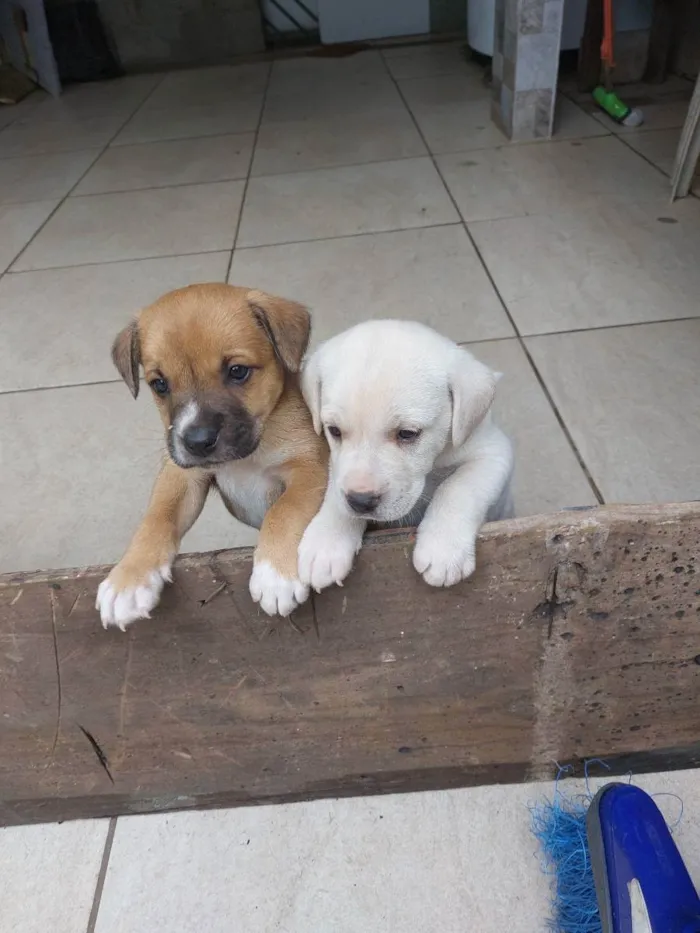 Cachorro ra a Mestiça idade Abaixo de 2 meses nome Milk